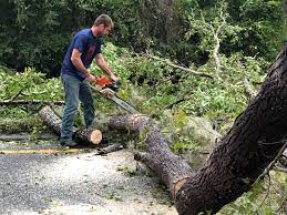 Trusted Mount Union, PA Tree Services Experts