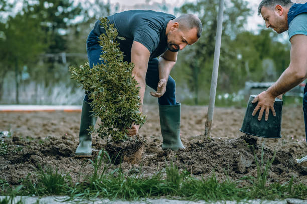 Organic Lawn Care Solutions in Mount Union, PA