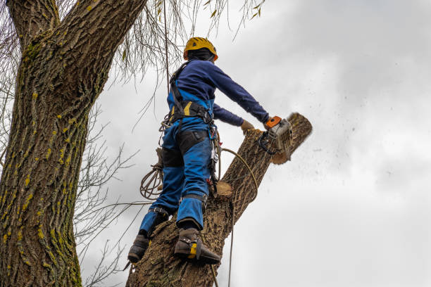 Best Tree Preservation Services  in Mount Union, PA