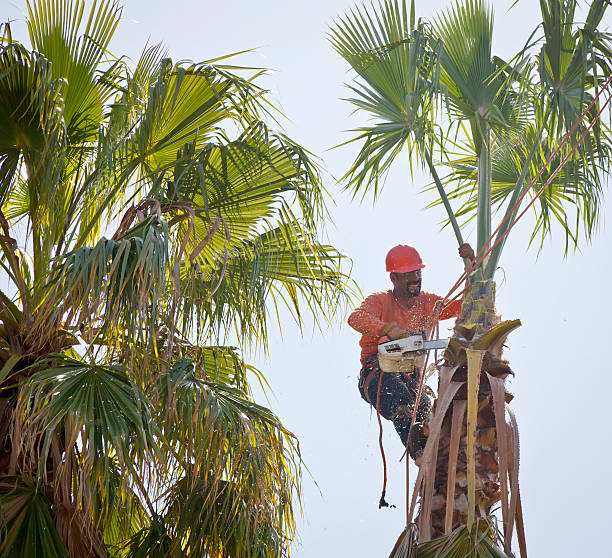 How Our Tree Care Process Works  in  Mount Union, PA