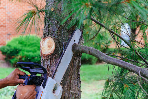 Best Tree Removal  in Mount Union, PA
